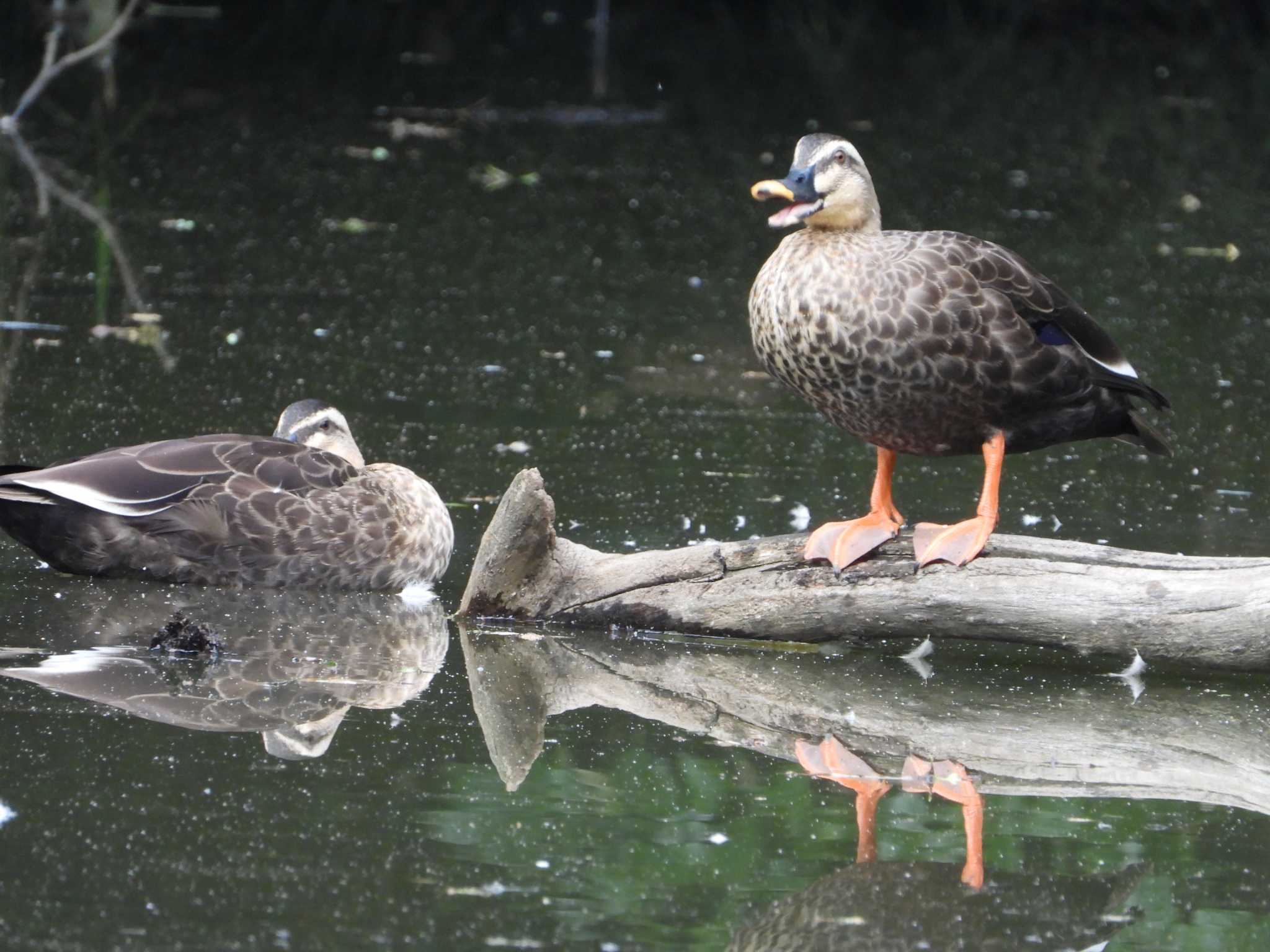 秋ヶ瀬公園(ピクニックの森) カルガモの写真 by UTAKAZU自然観察日記