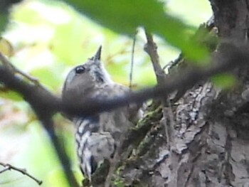 コゲラ 秋ヶ瀬公園(ピクニックの森) 2021年9月28日(火)