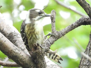 コゲラ 秋ヶ瀬公園(ピクニックの森) 2021年9月28日(火)