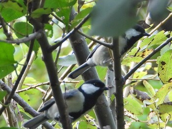 シジュウカラ 秋ヶ瀬公園(ピクニックの森) 2021年9月28日(火)