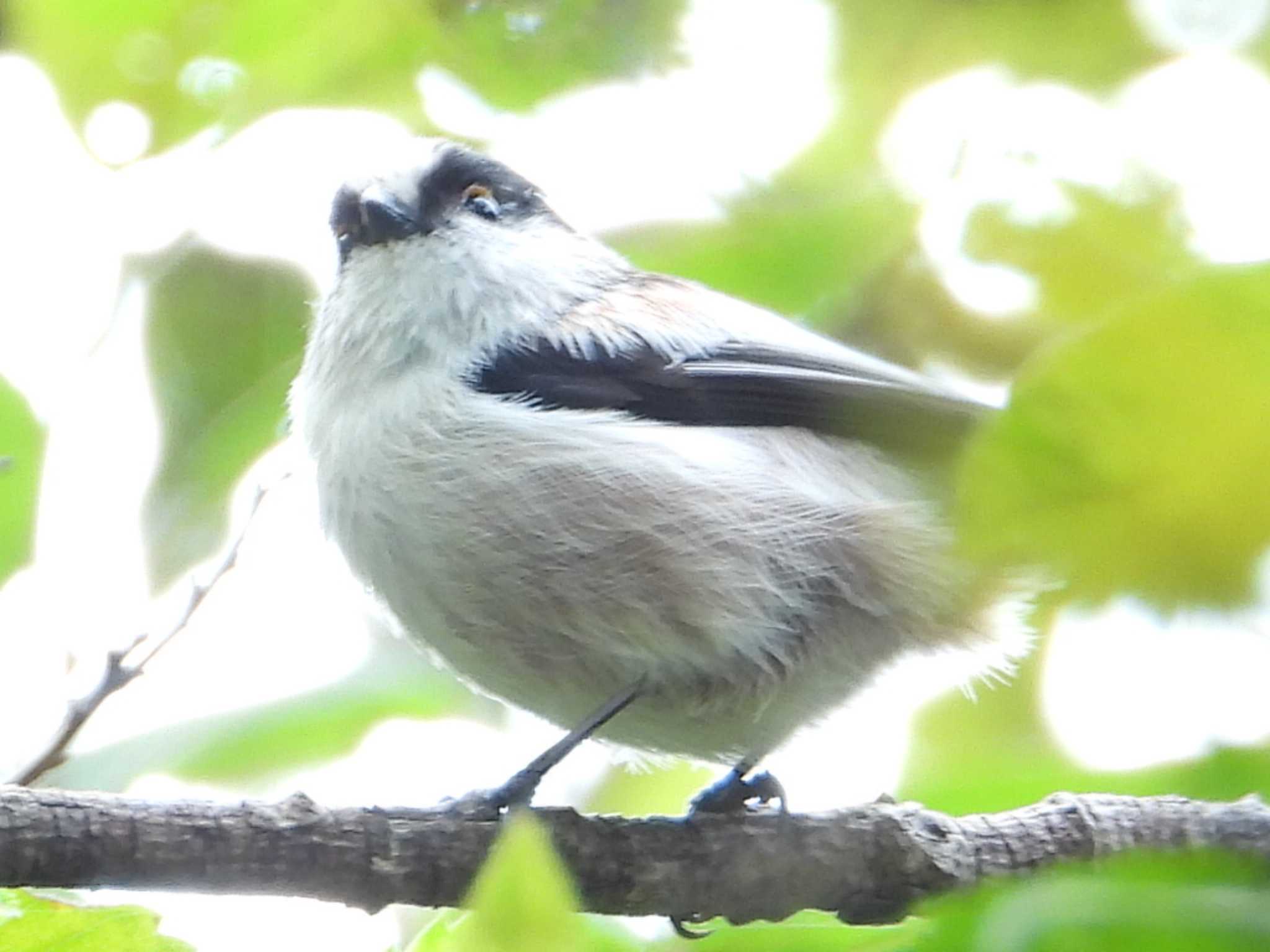 秋ヶ瀬公園(ピクニックの森) エナガの写真