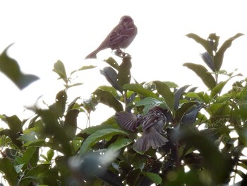 Eurasian Tree Sparrow 鵜沼の森 Tue, 9/28/2021