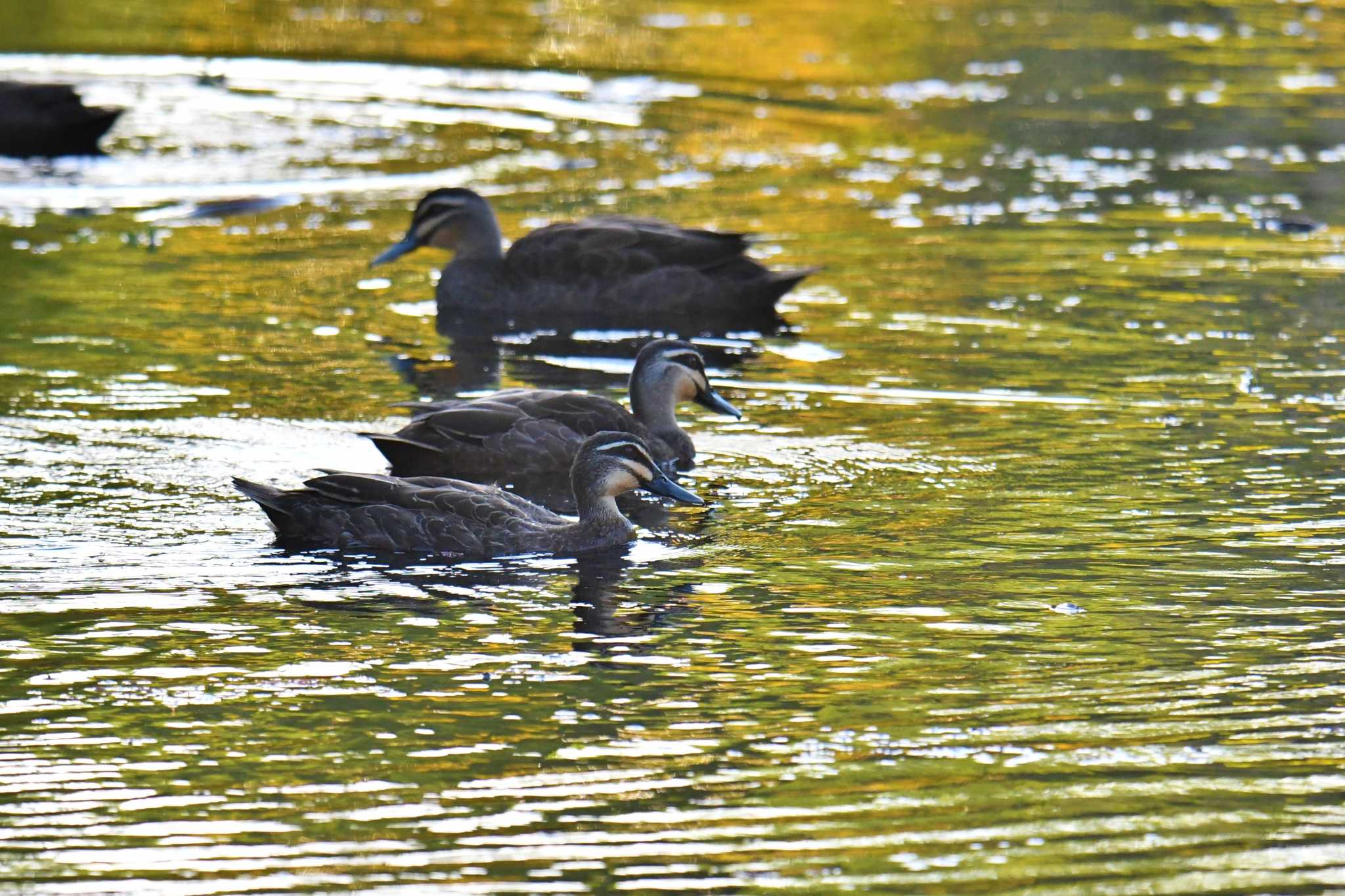 Pacific Black Duck