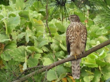 Eurasian Goshawk Kasai Rinkai Park Tue, 9/28/2021