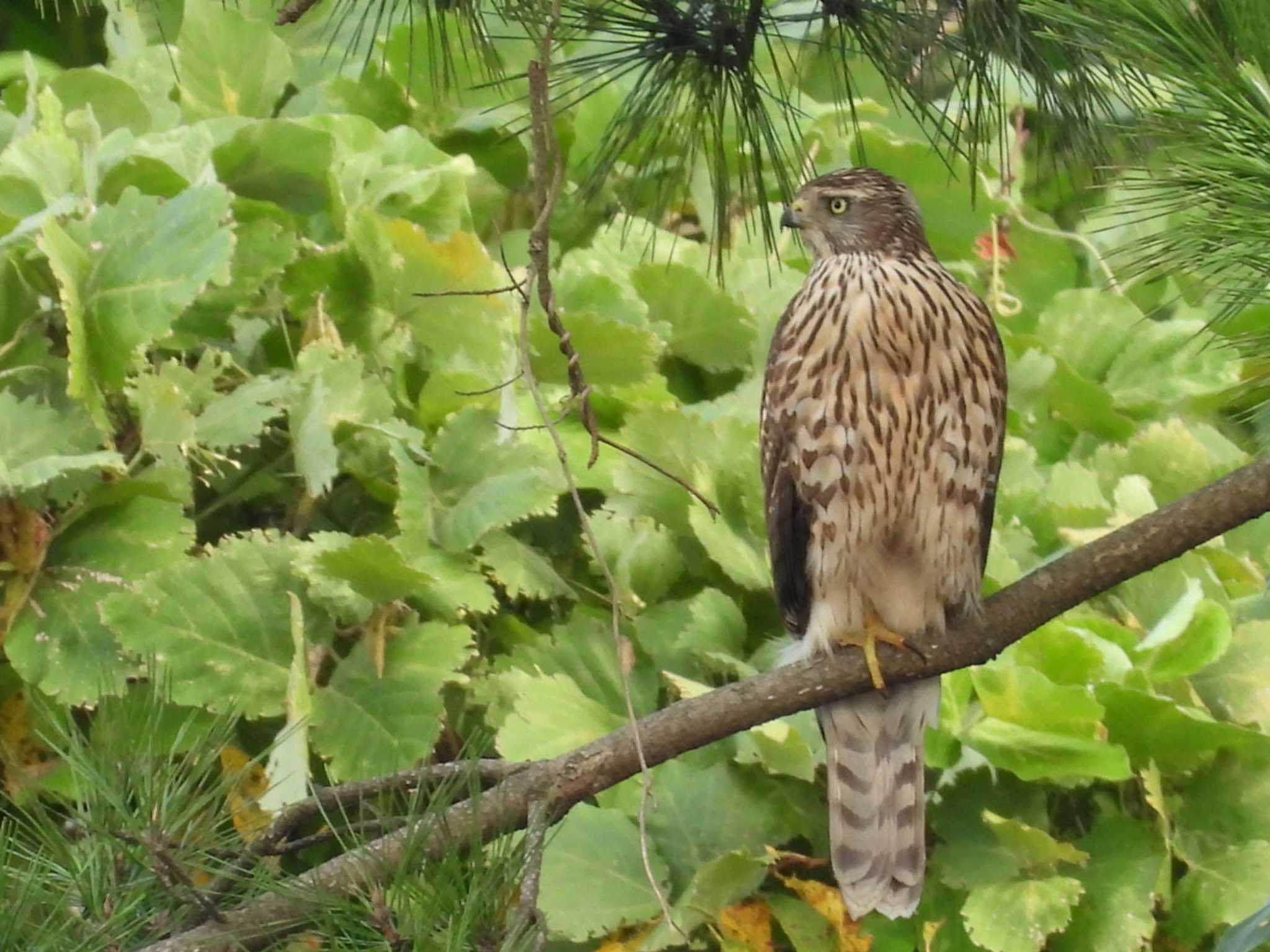 Photo of Eurasian Goshawk at Kasai Rinkai Park by もしも