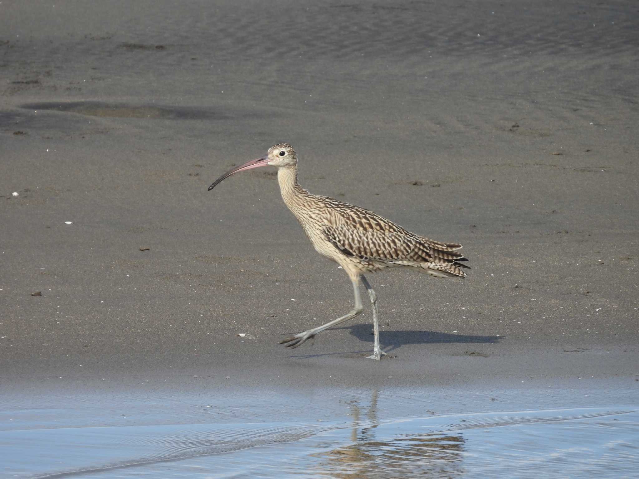 Photo of Far Eastern Curlew at Kasai Rinkai Park by もしも