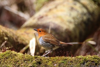 Japanese Robin Unknown Spots Sun, 4/23/2017