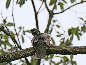 Grey Nightjar 兵庫県明石 Sun, 9/26/2021