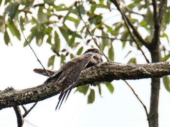 Grey Nightjar 兵庫県明石 Sun, 9/26/2021