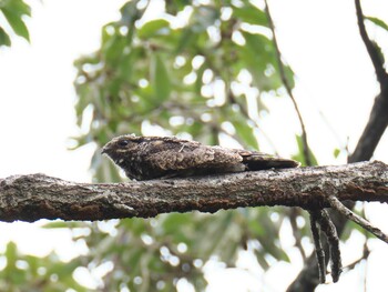 Grey Nightjar 兵庫県明石 Sun, 9/26/2021