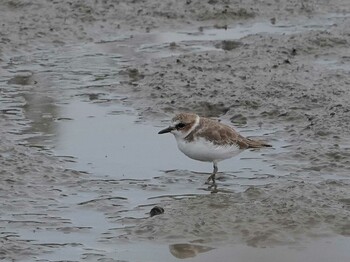 Kentish Plover Isanuma Mon, 9/27/2021