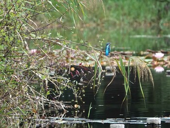 Common Kingfisher 見沼自然公園 Mon, 9/27/2021