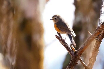 Red-flanked Bluetail 大蔵高丸 Sun, 5/2/2021