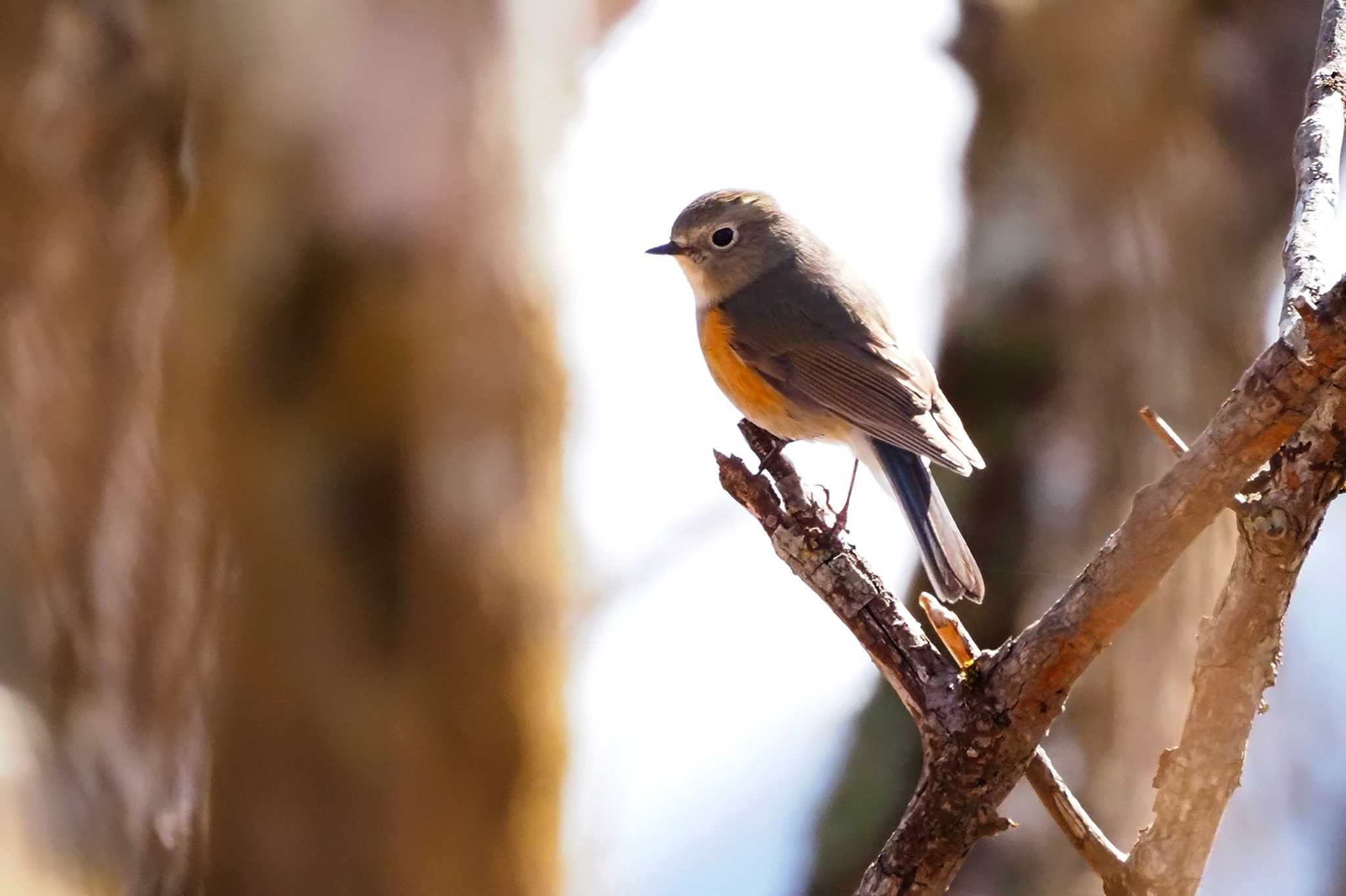 Photo of Red-flanked Bluetail at 大蔵高丸 by 日根野 哲也