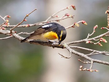 Narcissus Flycatcher 乙女高原 Tue, 5/4/2021