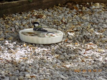 Japanese Tit 埼玉県鴻巣市吹上 Sun, 9/19/2021