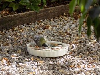 Japanese Tit 埼玉県鴻巣市吹上 Sun, 9/19/2021