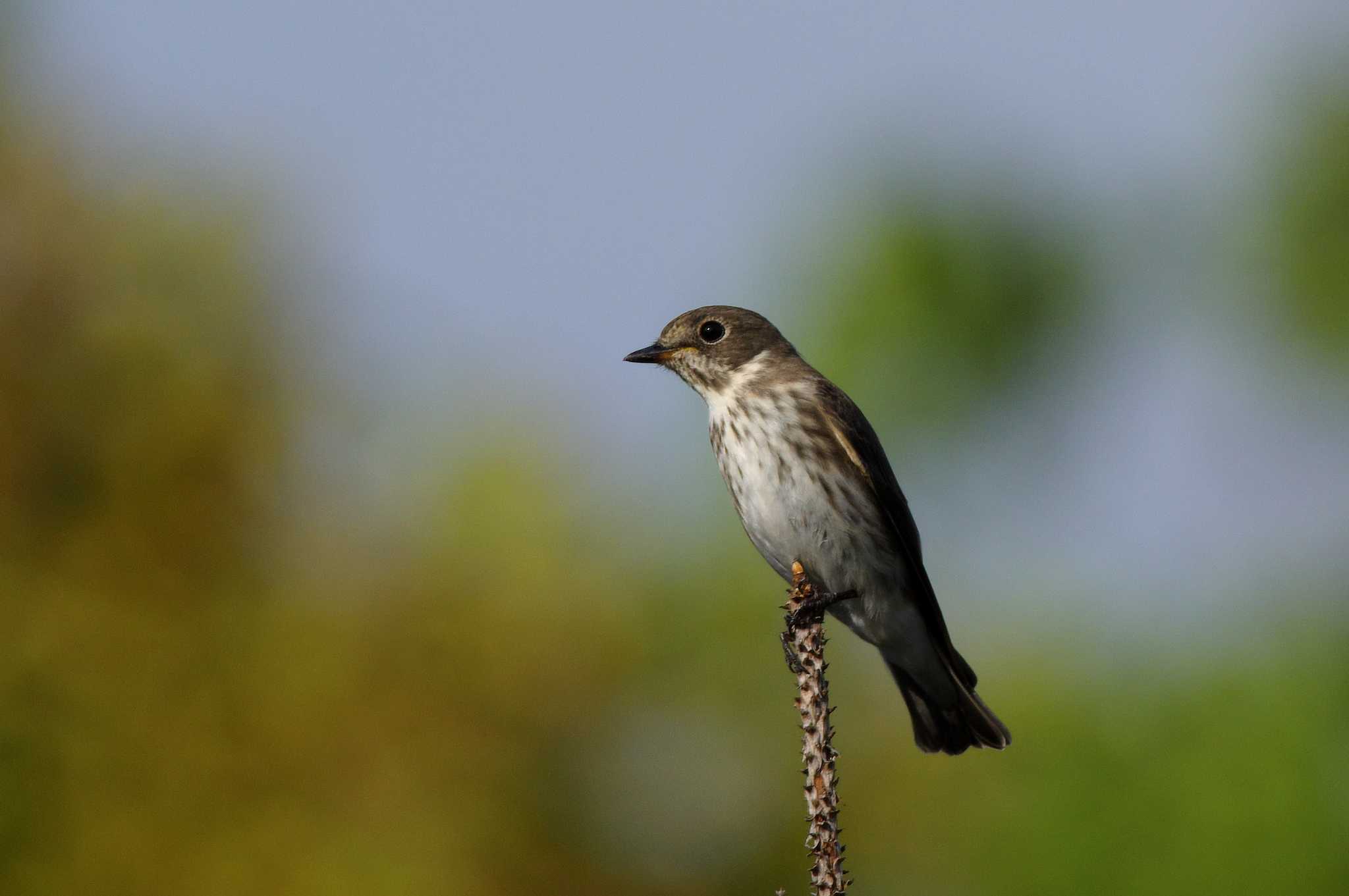 Photo of Grey-streaked Flycatcher at 杁ヶ池公園 by KERON