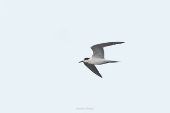 Roseate Tern Ishigaki Island Fri, 9/24/2021