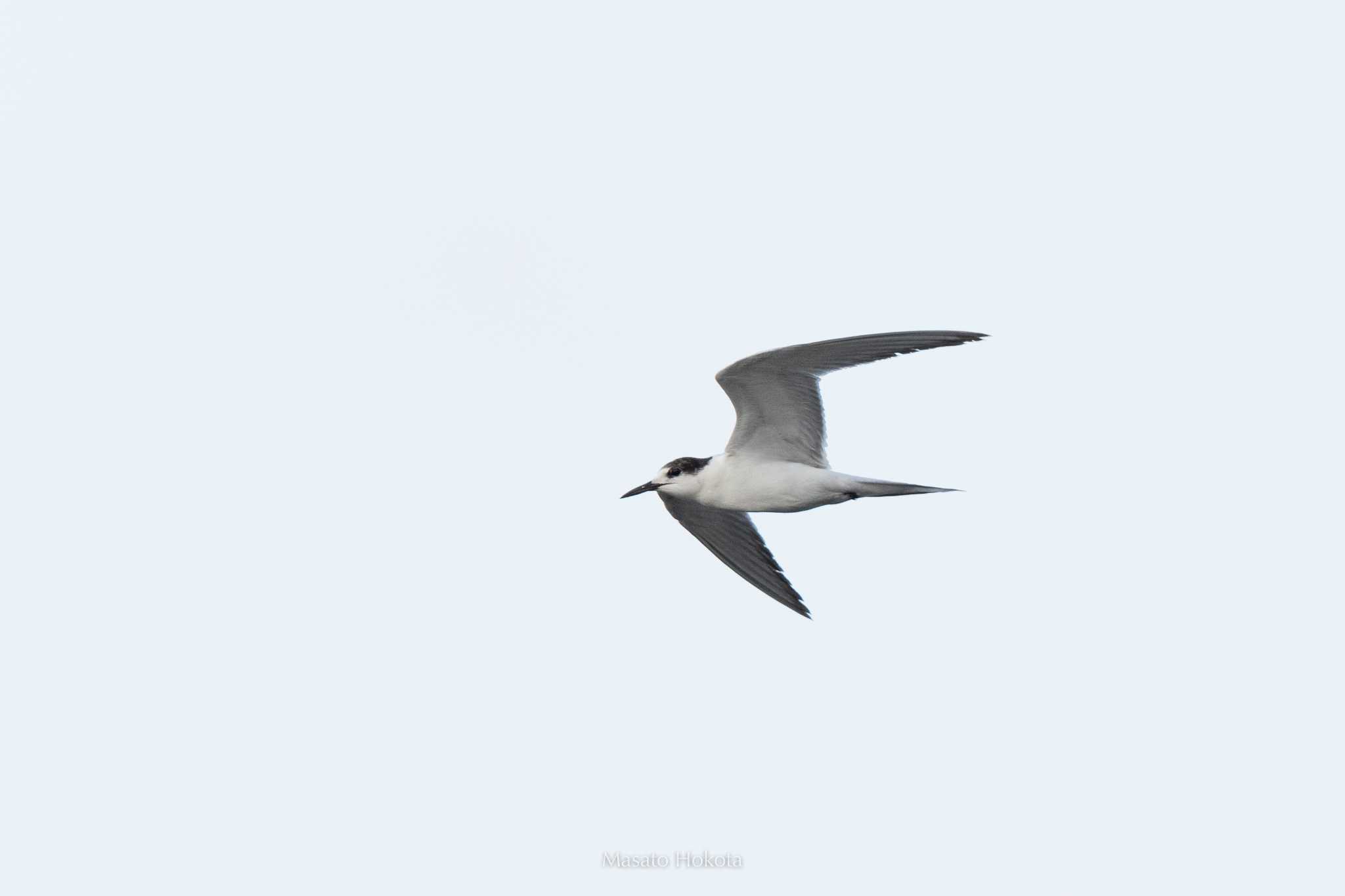 Photo of Roseate Tern at Ishigaki Island by Trio