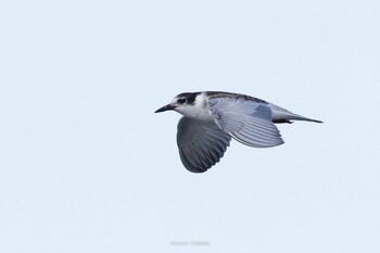 Whiskered Tern Ishigaki Island Fri, 9/24/2021