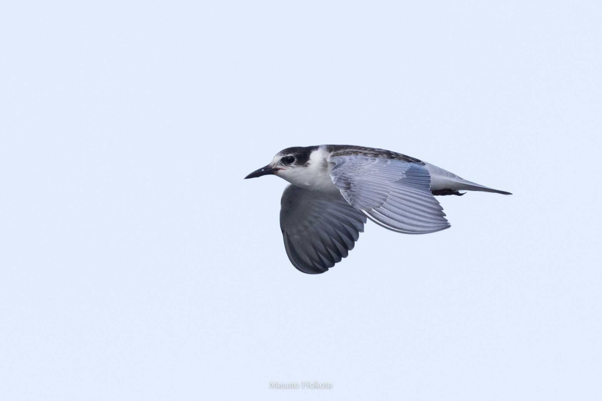 Photo of Whiskered Tern at Ishigaki Island by Trio