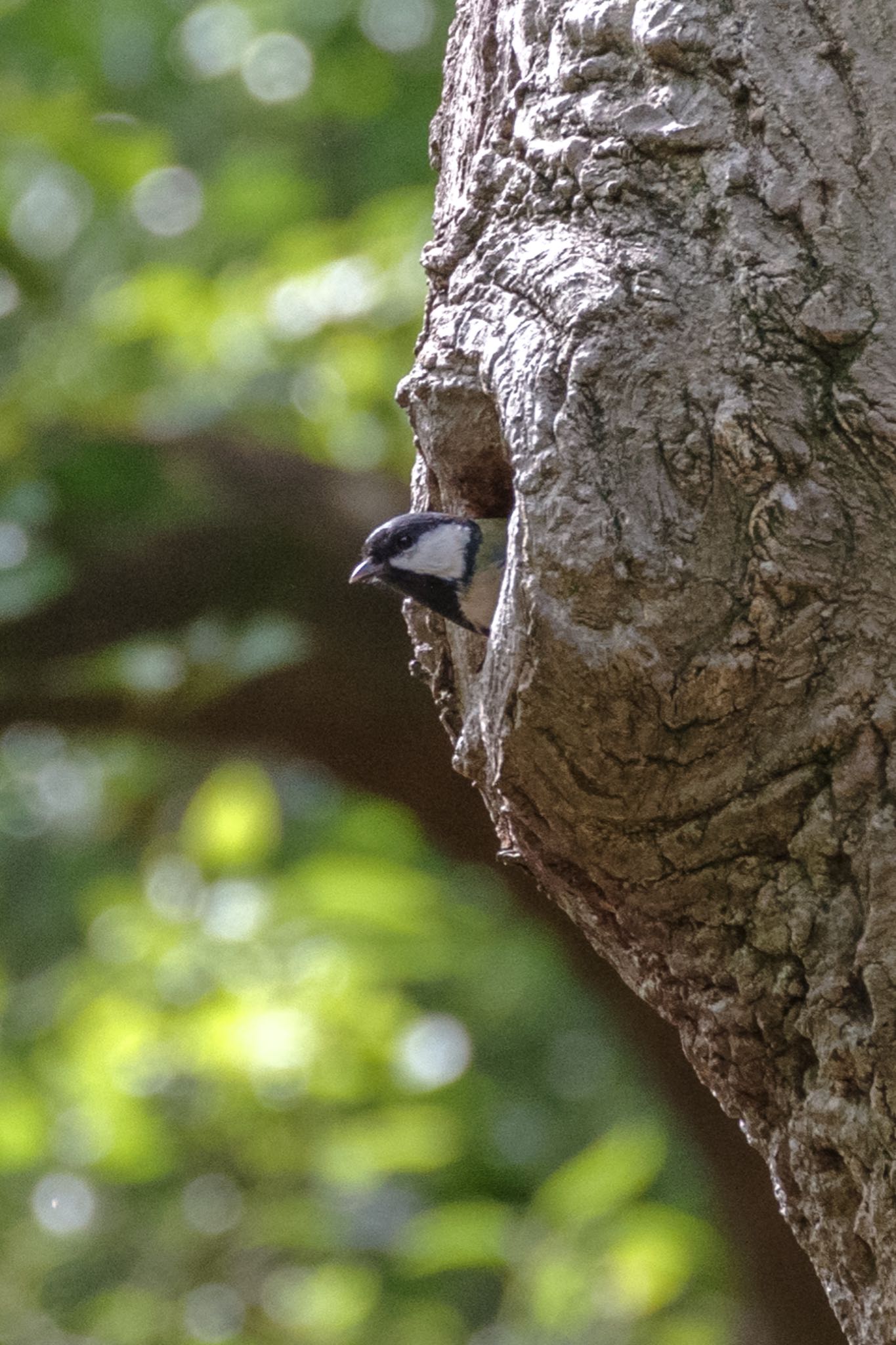 Japanese Tit