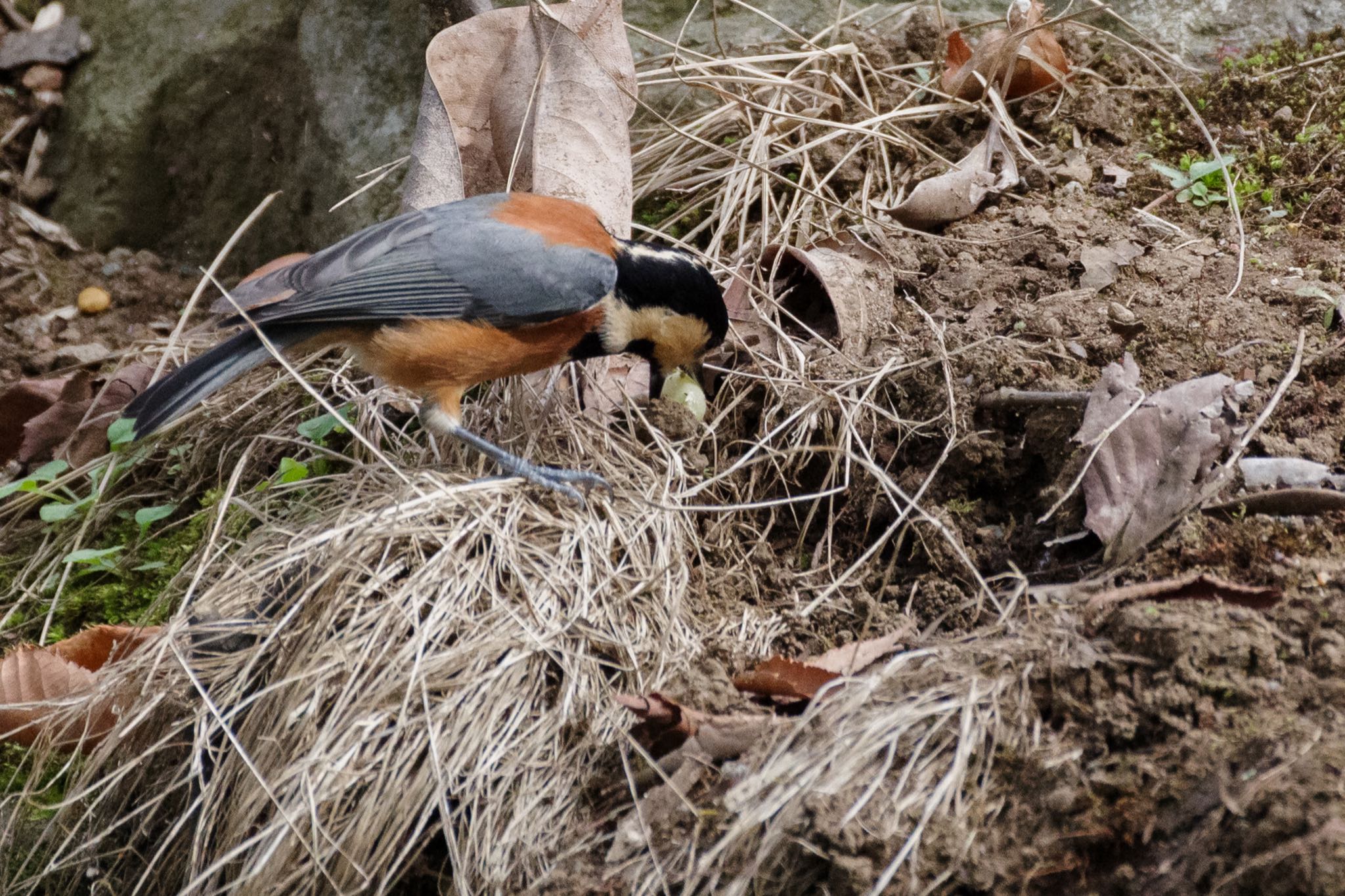 Varied Tit