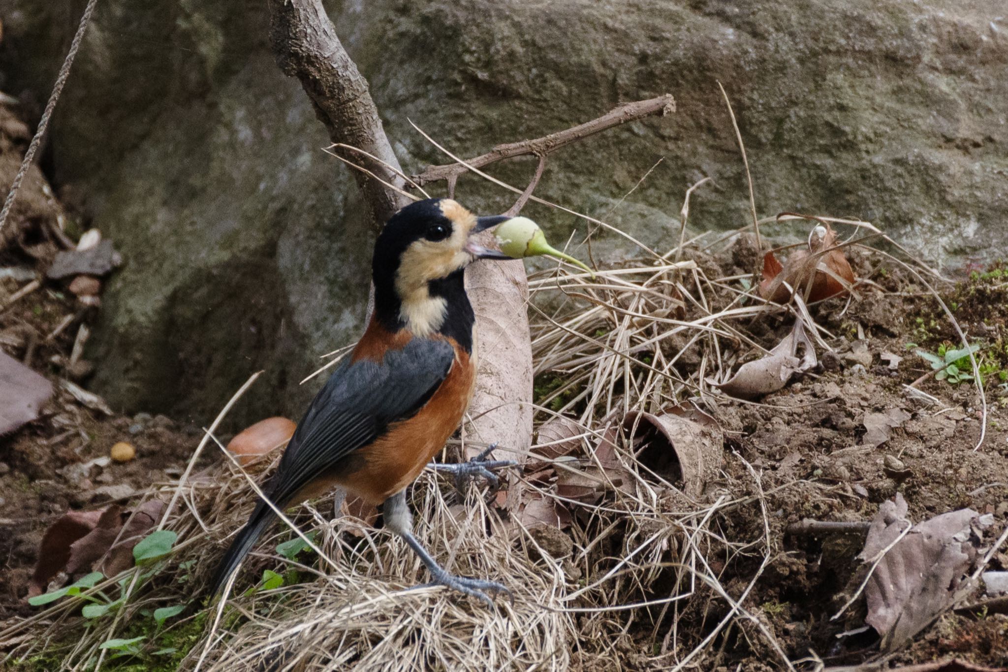 Varied Tit