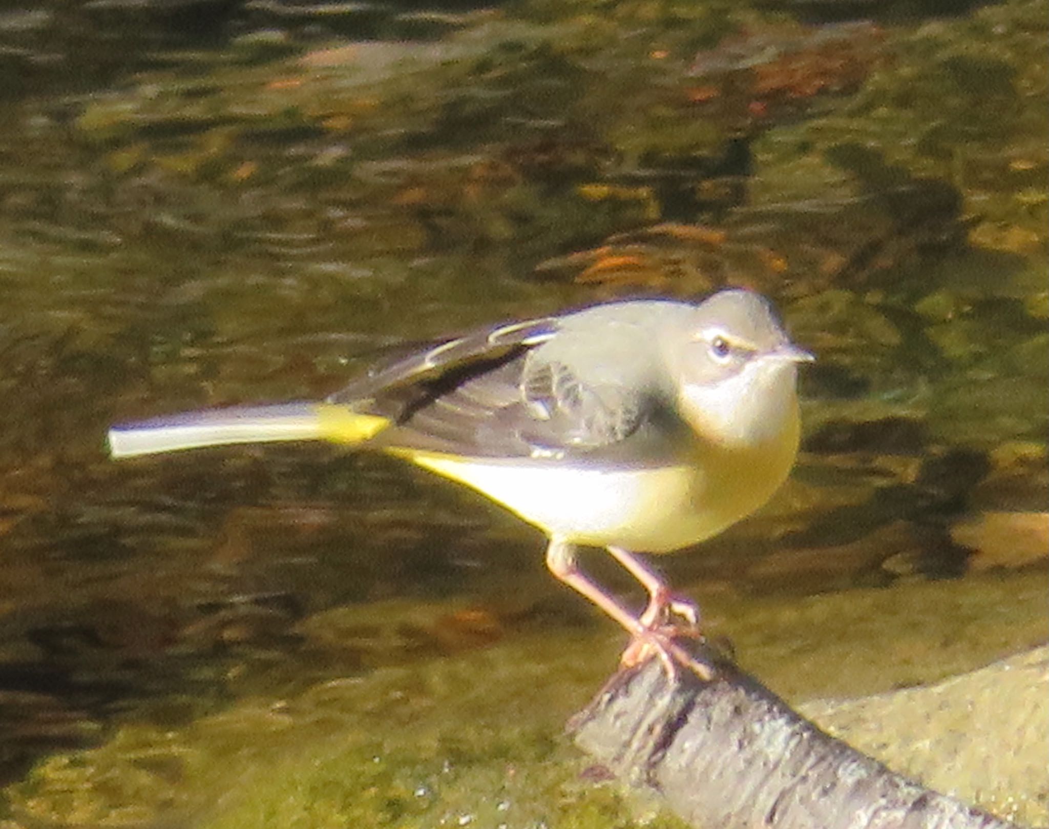 真駒内川 キセキレイの写真