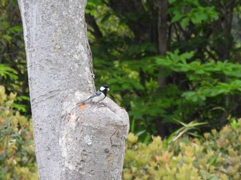 Japanese Tit 広島県立びんご運動公園 Tue, 5/4/2021