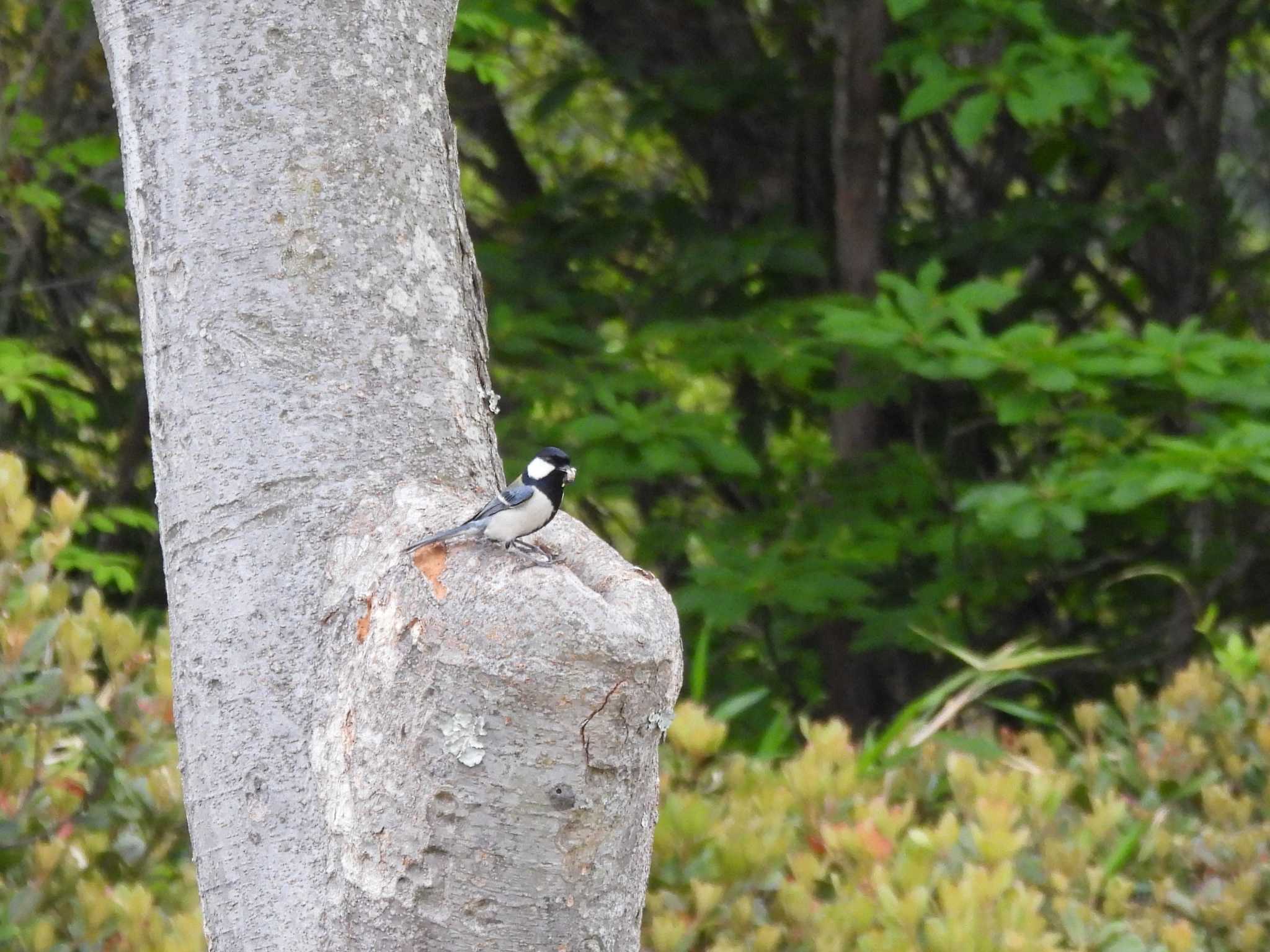 Photo of Japanese Tit at 広島県立びんご運動公園 by 大瑠璃力三郎