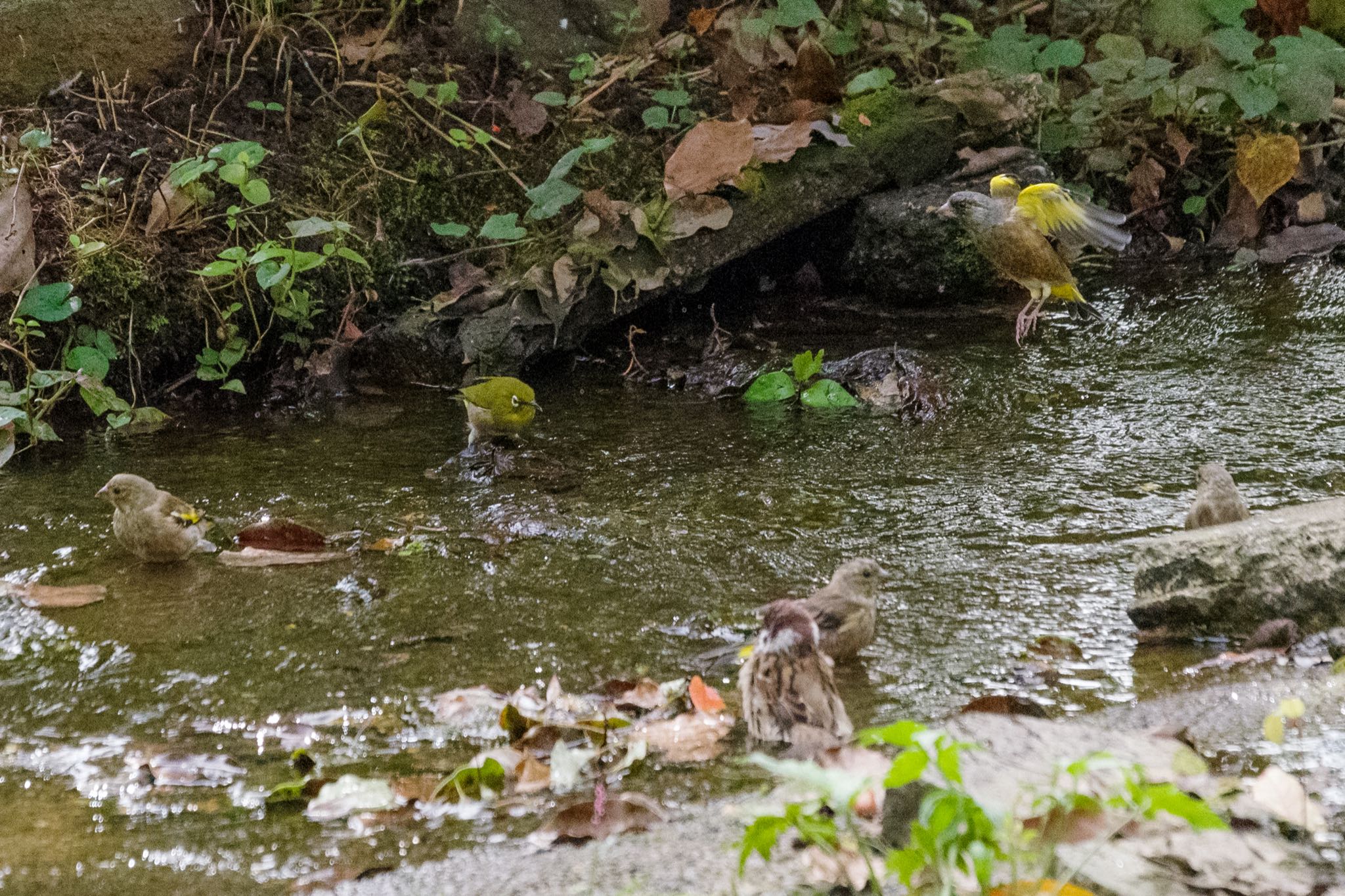 Grey-capped Greenfinch