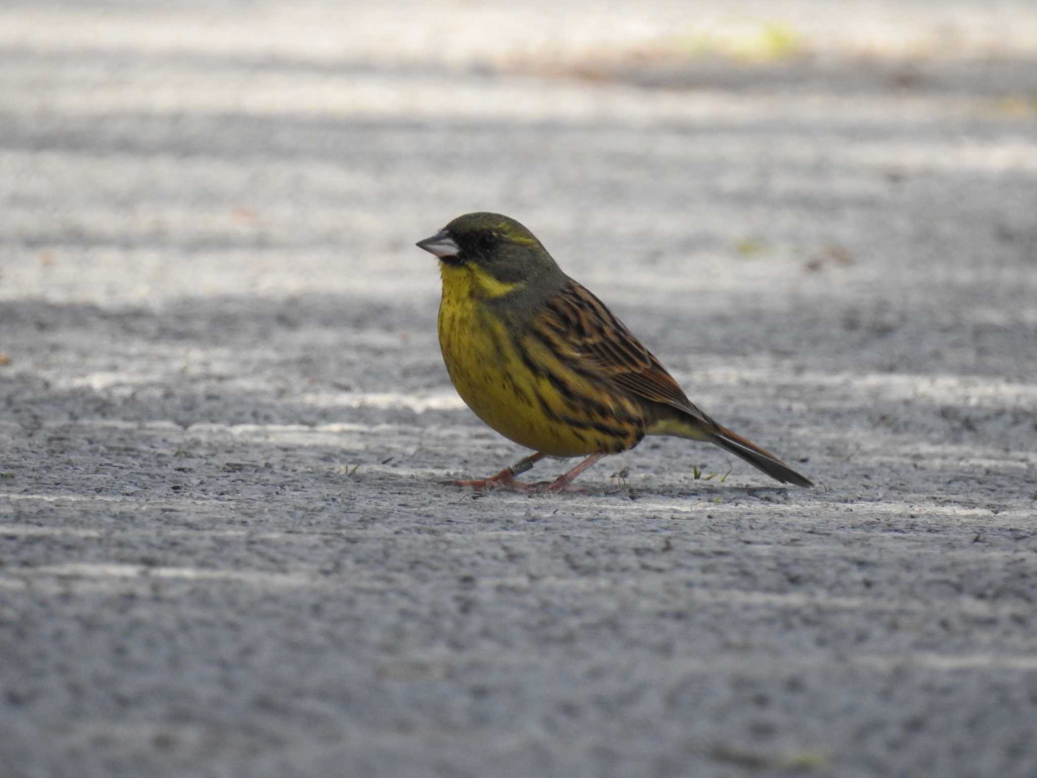 Photo of Masked Bunting at 138タワーパーク by 寅次郎