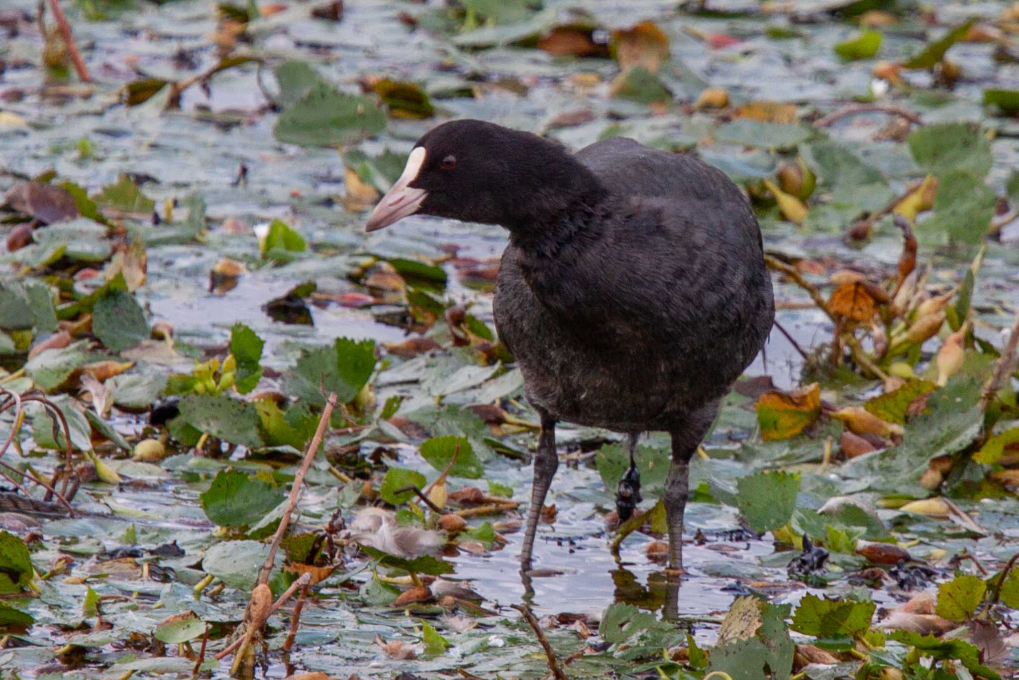 Photo of Eurasian Coot at  by veritas_vita