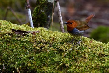 Japanese Robin Unknown Spots Sun, 4/23/2017