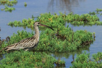 ホウロクシギ 男里川 2021年9月22日(水)