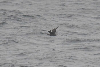 South Polar Skua 大洗-苫小牧航路 Sat, 5/22/2021