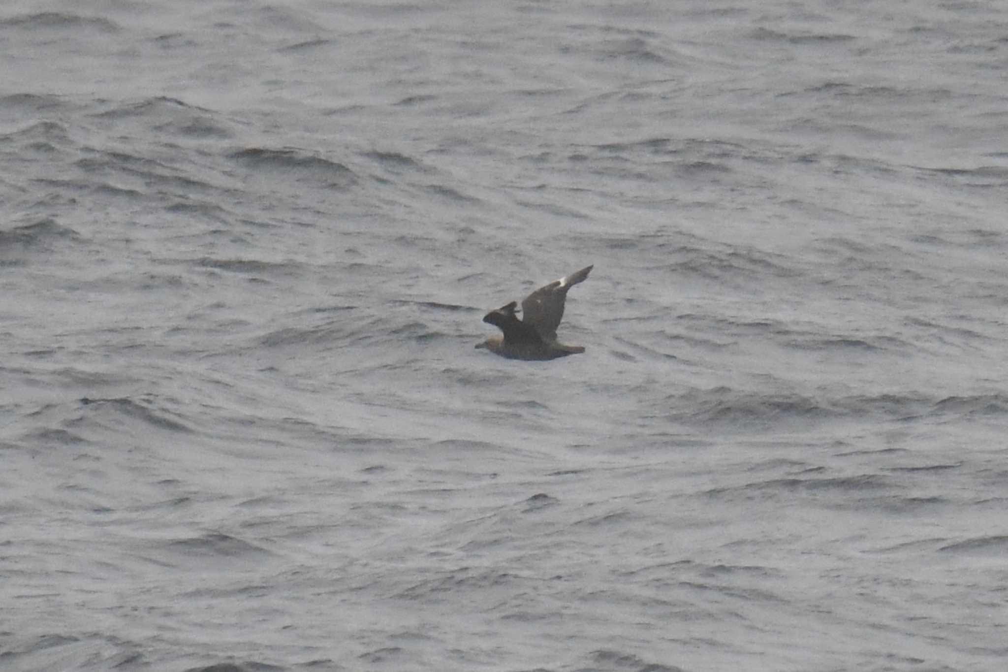 Photo of South Polar Skua at 大洗-苫小牧航路 by あひる