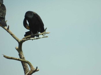 カワウ 山口県 撮影日未設定