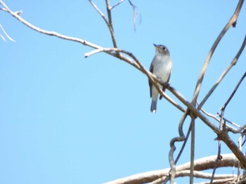 1970年1月1日(木) 山口県の野鳥観察記録