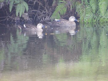 カルガモ 山口県 撮影日未設定