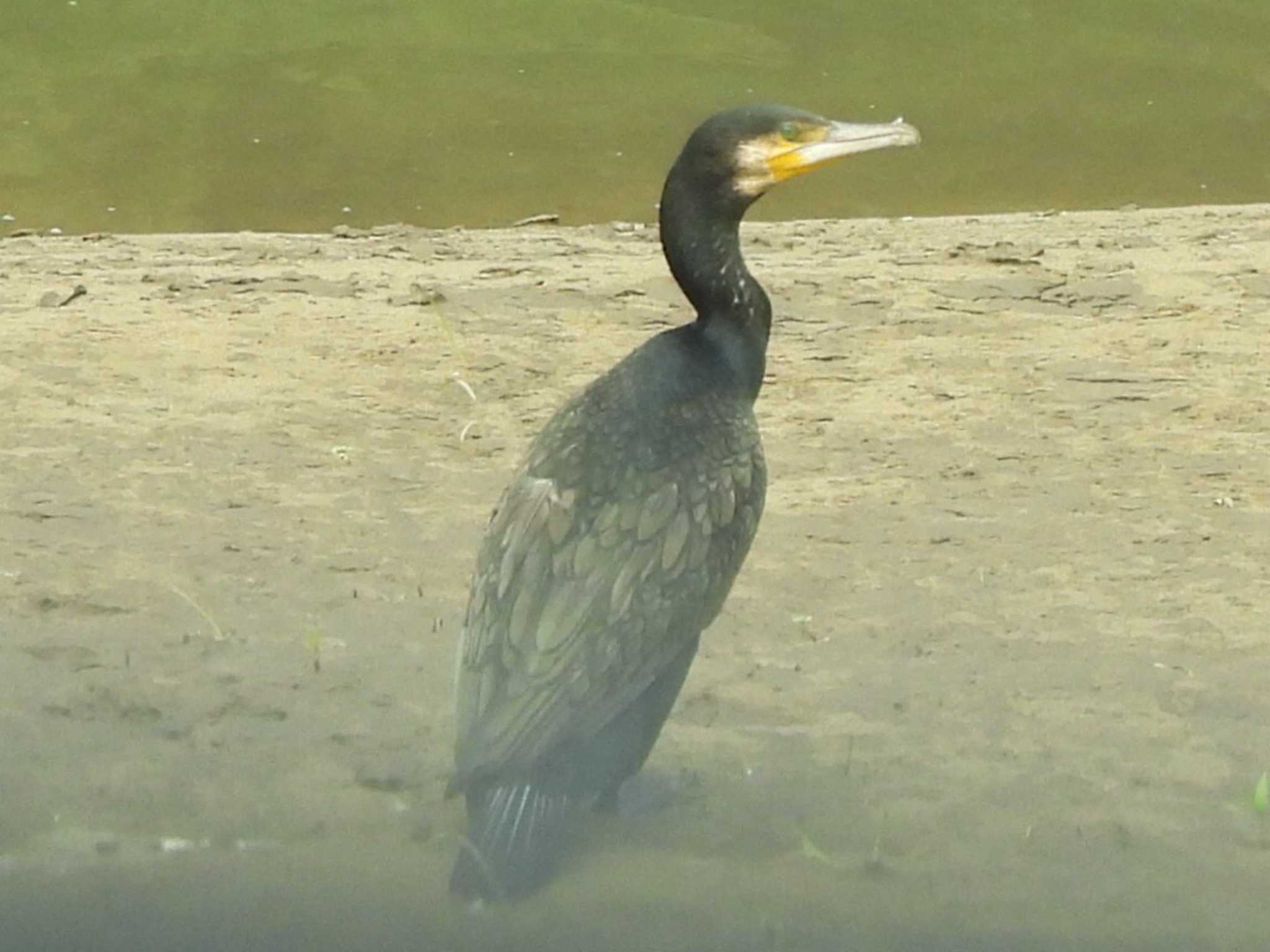 山口県 カワウの写真