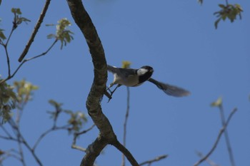 2017年4月23日(日) 滋賀県甲賀市甲南町創造の森の野鳥観察記録