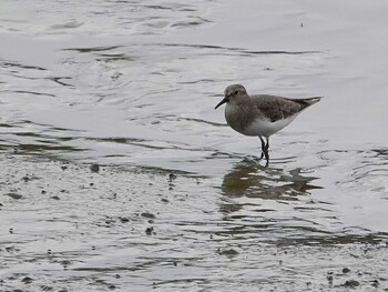 Temminck's Stint Isanuma Sat, 9/25/2021