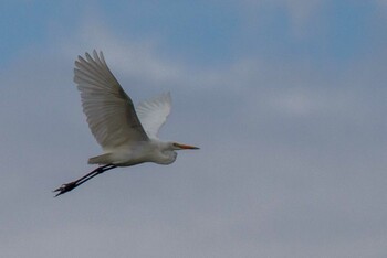 Great Egret Unknown Spots Wed, 9/29/2021