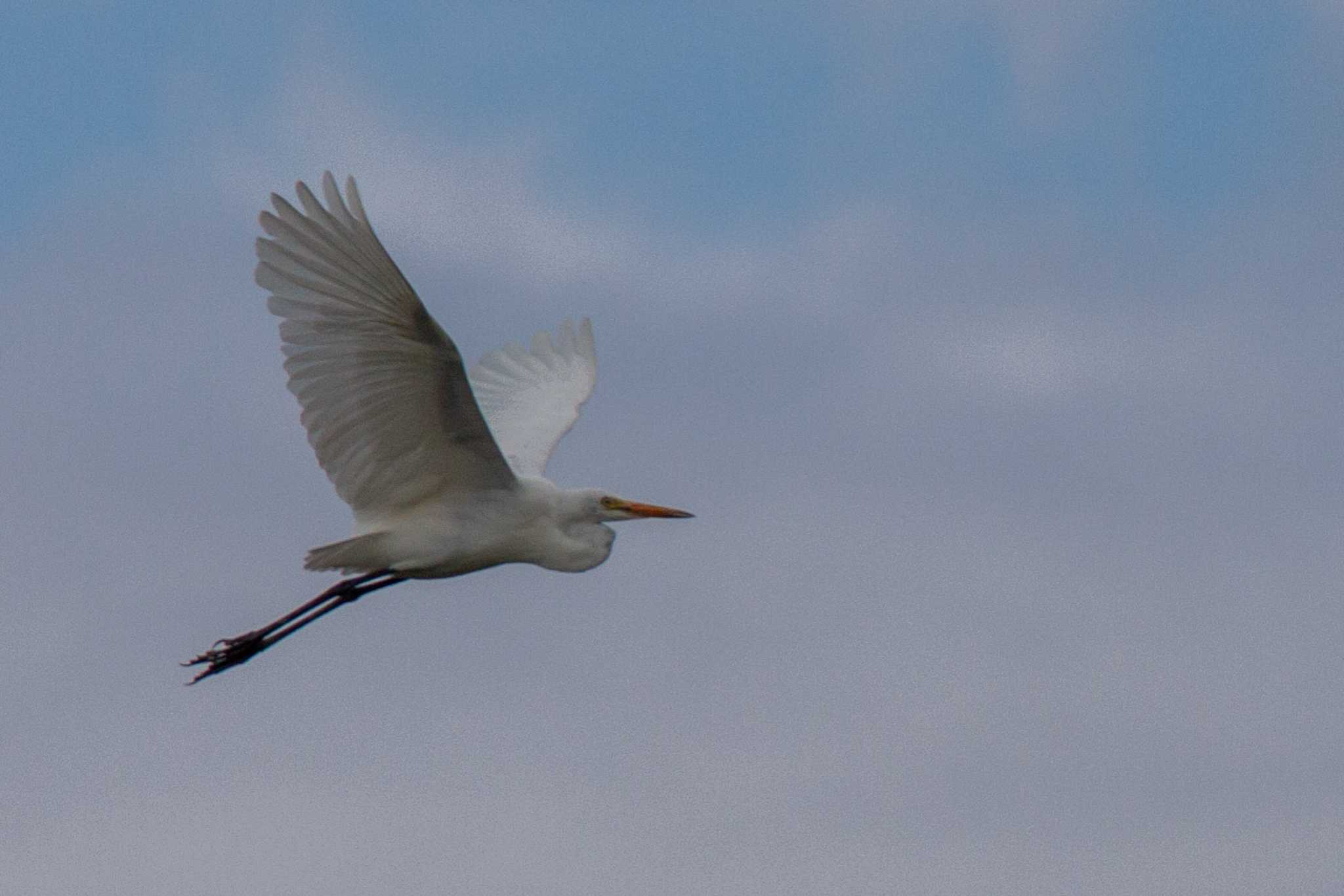 Photo of Great Egret at  by veritas_vita