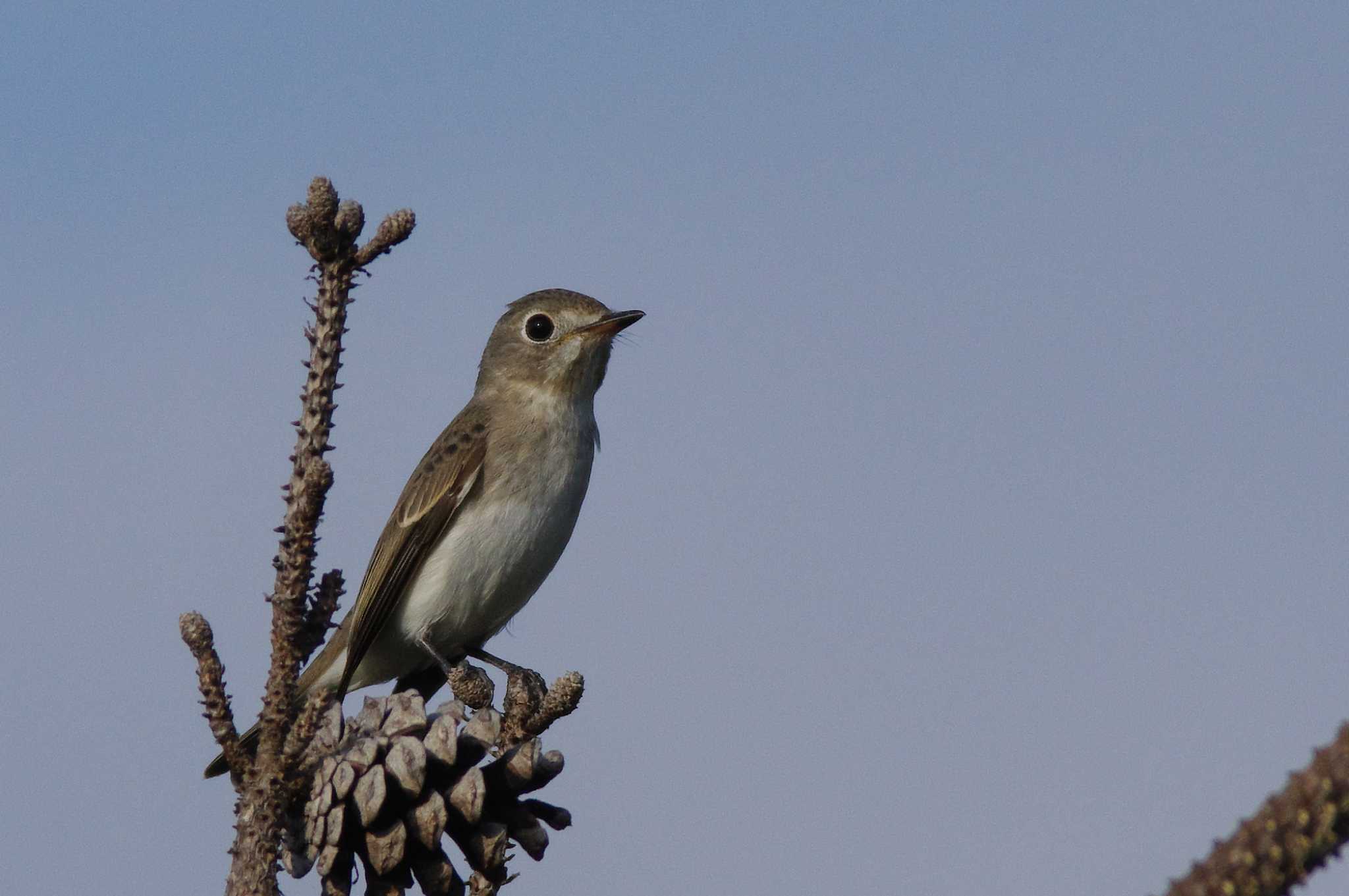 Photo of Asian Brown Flycatcher at 杁ヶ池公園 by KERON