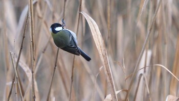 Japanese Tit 善福寺公園 Unknown Date