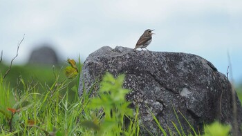 Olive-backed Pipit 長野県車山 Sat, 6/30/2018